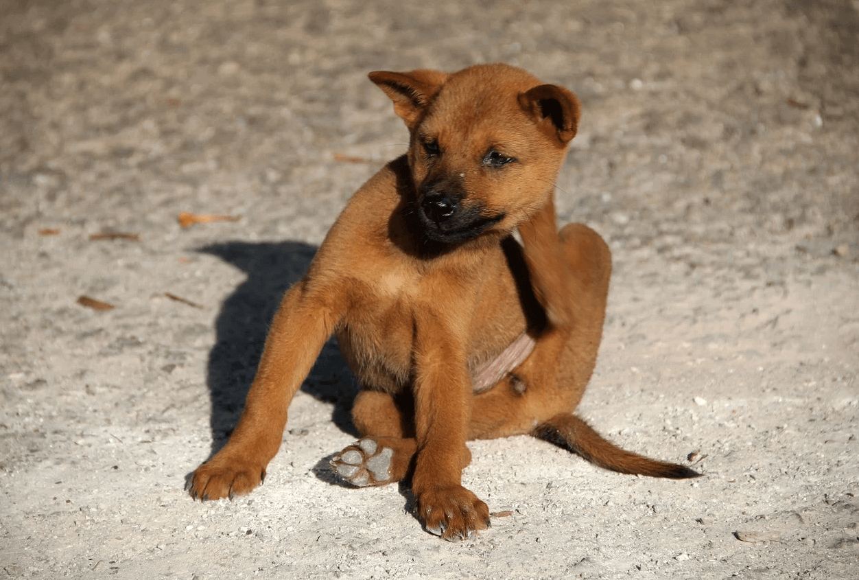 can dog fleas cause harm to humans