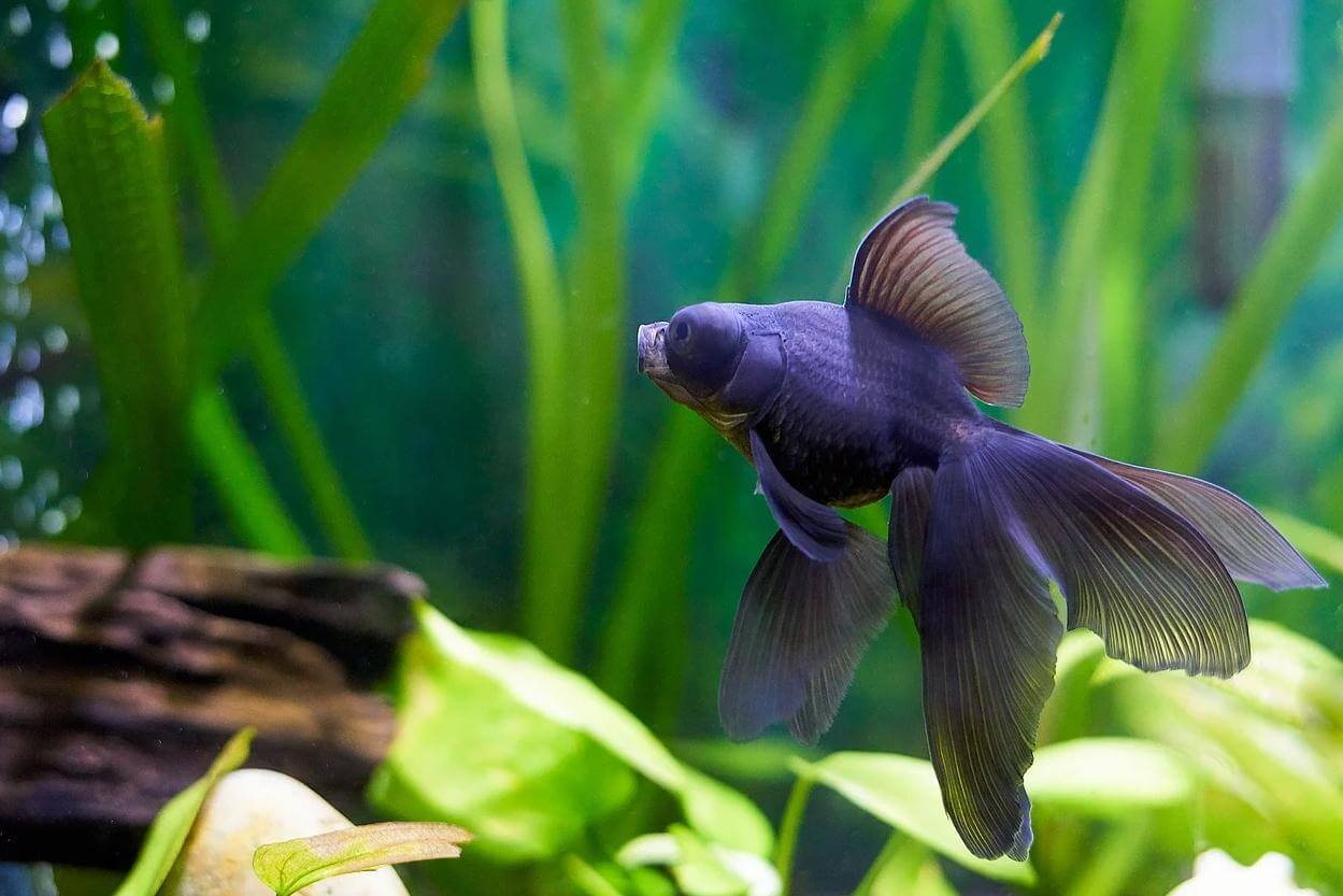 Pros and Cons of keeping pet fish